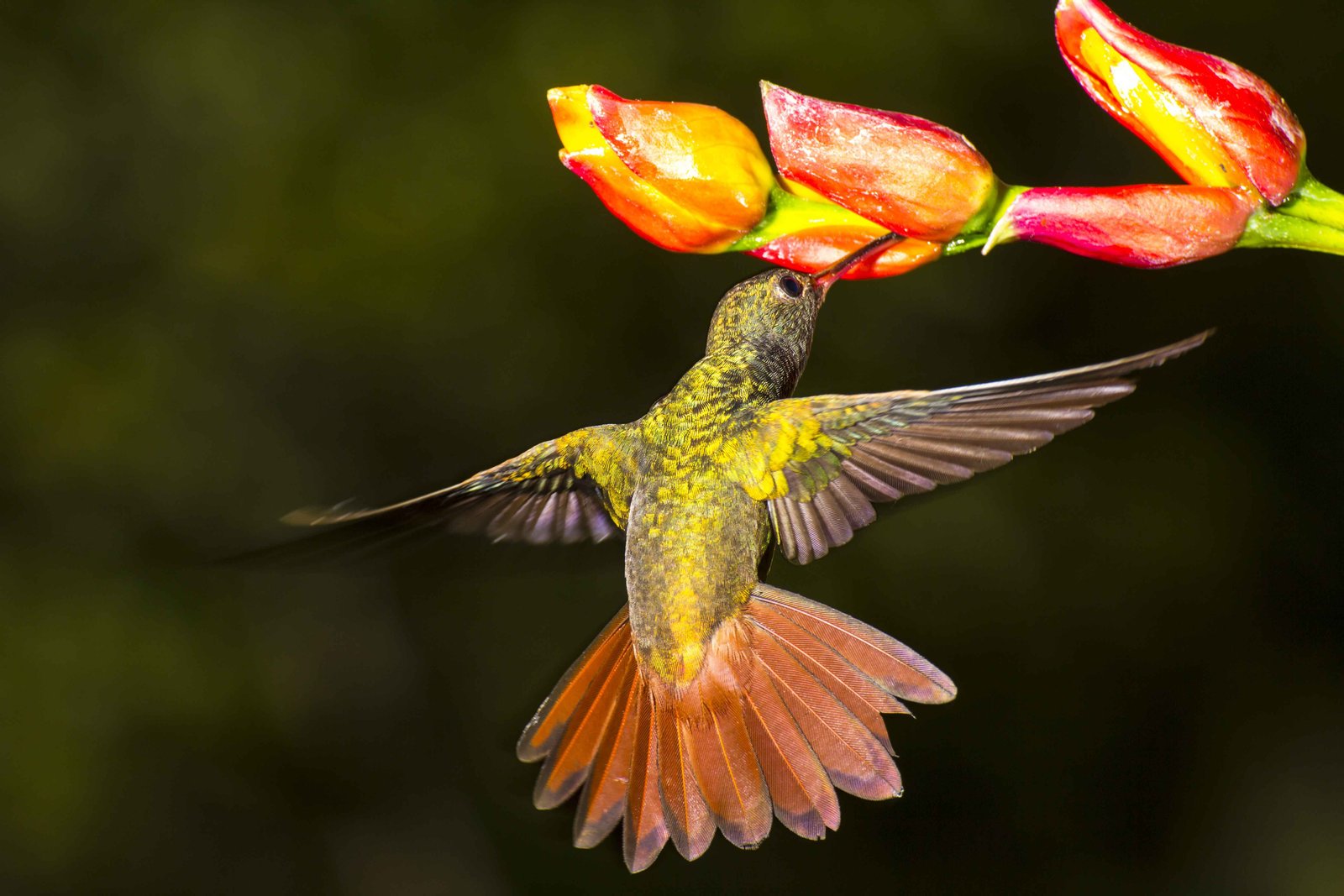 Image of a bird of paradise in its natural environment